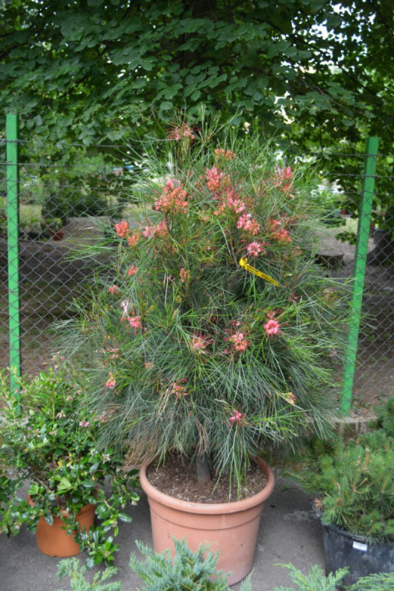 Obilježen Evropski dan parkova- Velikom gradskom parku u Tivtu poklonjena Gravillea Johnsoni