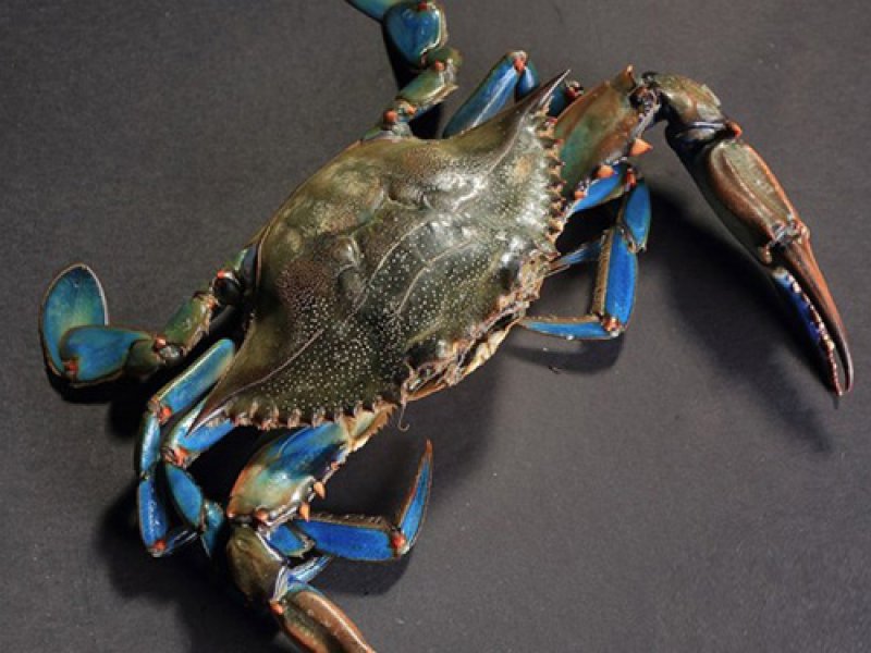 Prezentacija na temu 